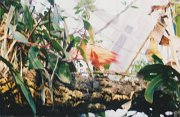 019-Tropical Forest in the Aquarium